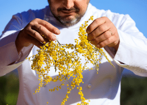 le chef Christian Sinicropi qui trie du mimosa
