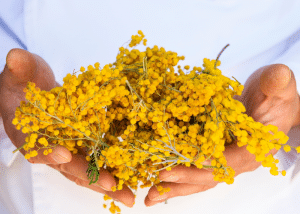 des mains qui tiennent des grains de mimosa