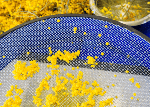des grains de mimosa sur un tamis